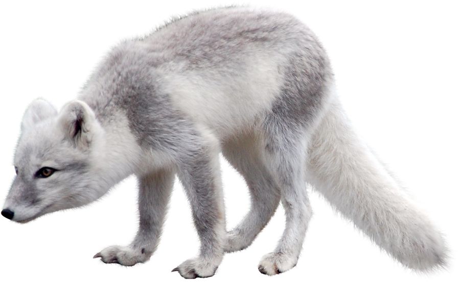 Arctic fox PNG    图片编号:18480