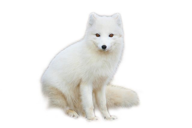 Arctic fox PNG    图片编号:41367