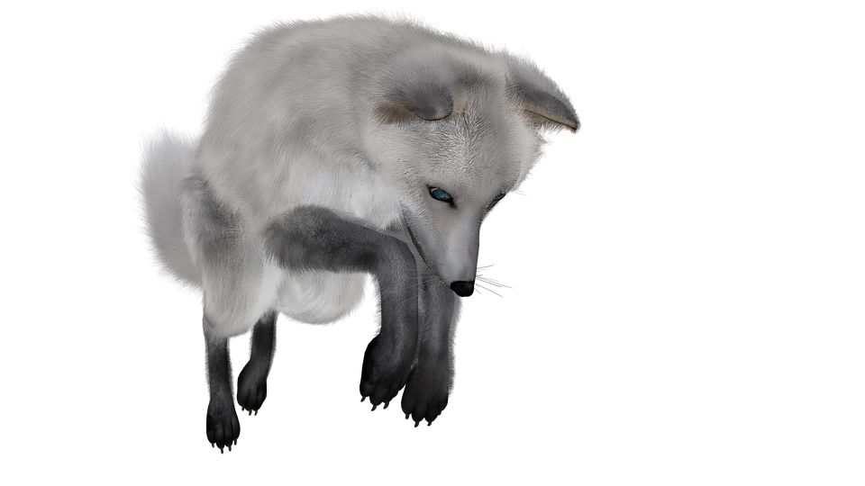 Arctic fox PNG    图片编号:41369