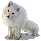 Arctic fox PNG    图片编号:41378