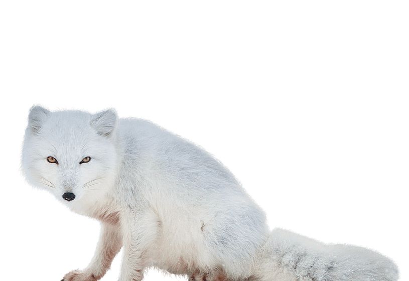 Arctic fox PNG    图片编号:41379