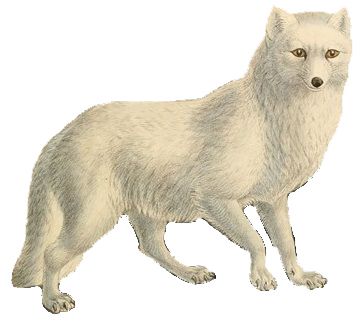 Arctic fox PNG    图片编号:41380