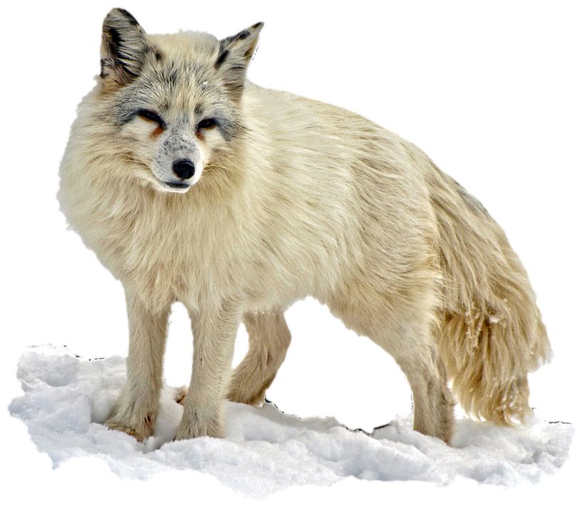 Arctic fox PNG    图片编号:41384