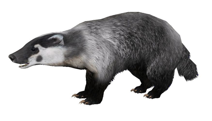 Badger PNG    图片编号:61789