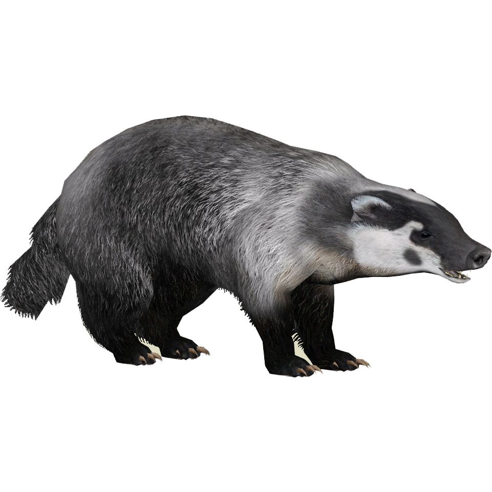 Badger PNG    图片编号:61790