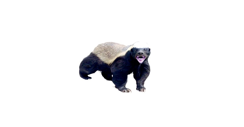 Badger PNG    图片编号:61826