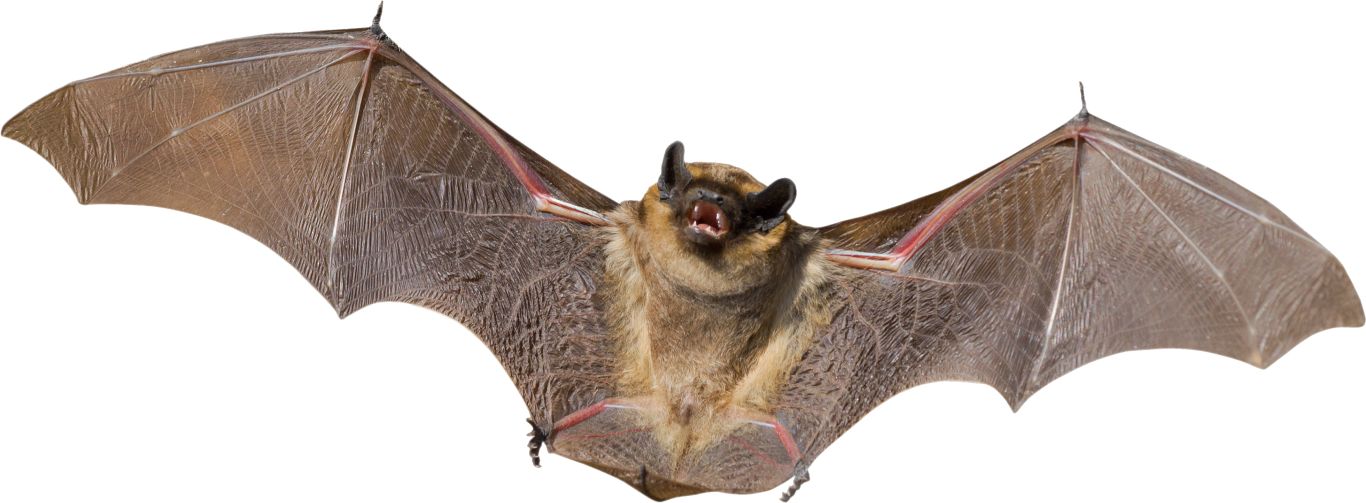 Bat PNG    图片编号:23735