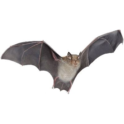 Bat PNG    图片编号:23756