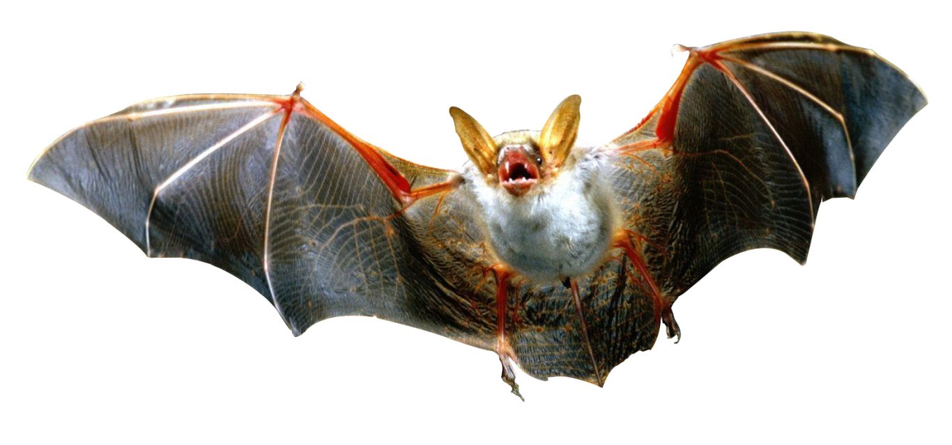 Bat PNG    图片编号:23760