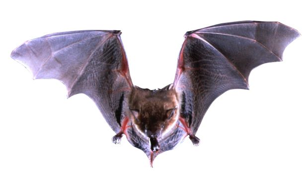 Bat PNG    图片编号:23766