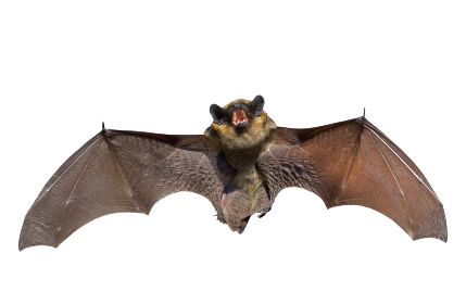 Bat PNG    图片编号:23769
