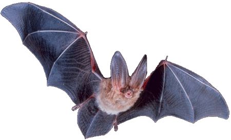 Bat PNG    图片编号:23771