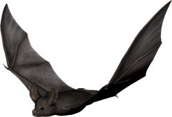 Bat PNG    图片编号:23737