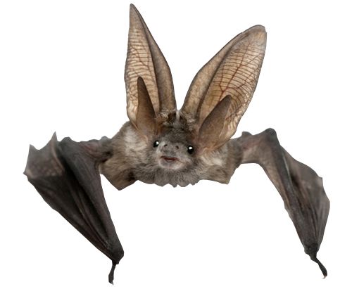 Bat PNG    图片编号:23779