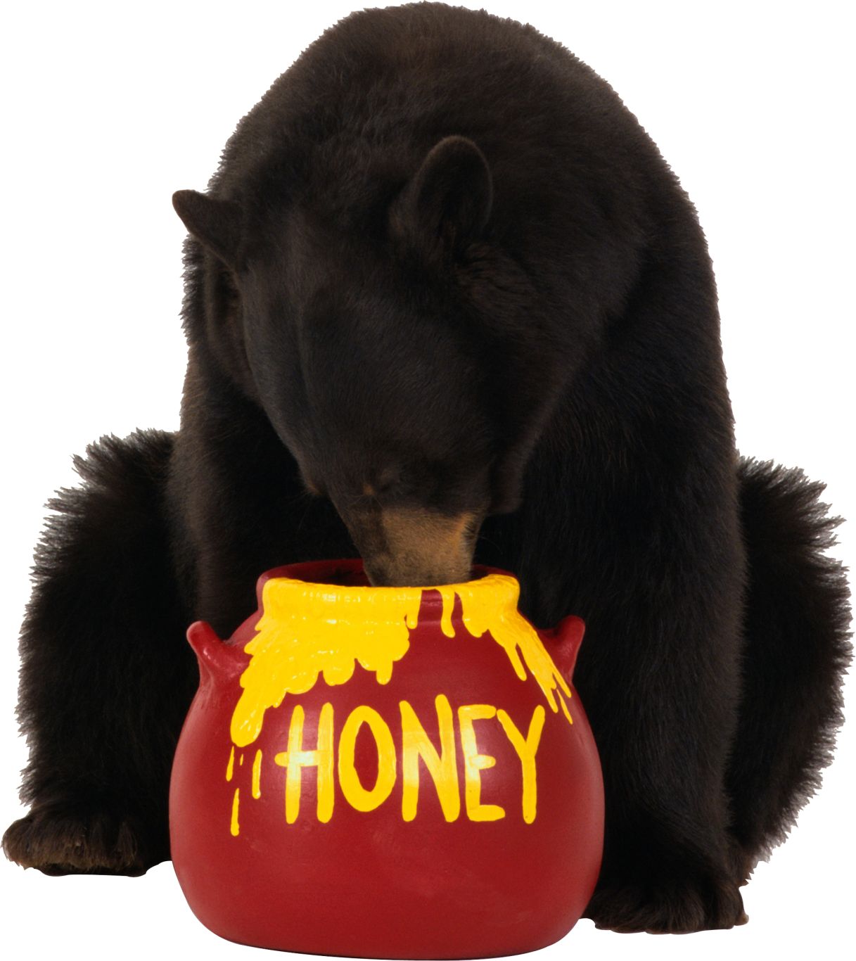 brown bear eats honey PNG image    图片编号:1183