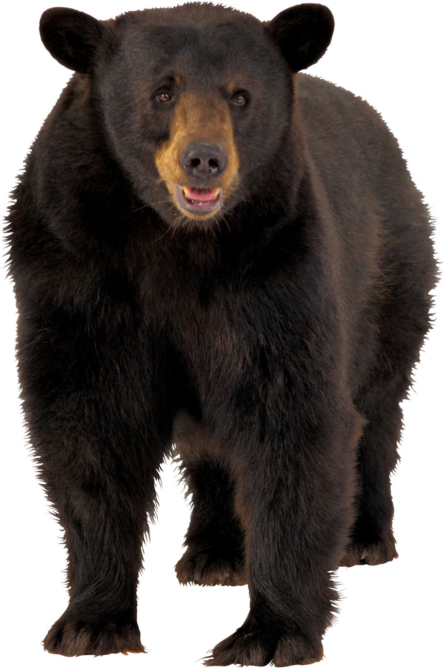 brown bear PNG image    图片编号:1184