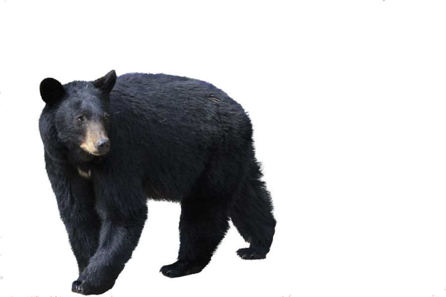black bear PNG image    图片编号:1187