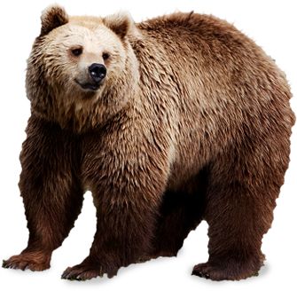 bear PNG image    图片编号:1191