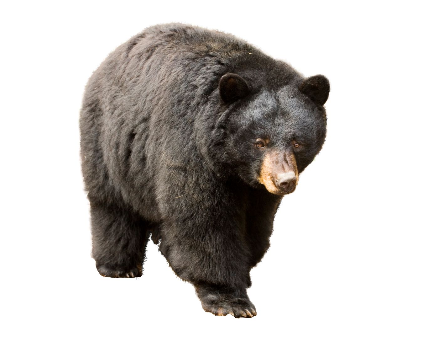 bear PNG    图片编号:23443