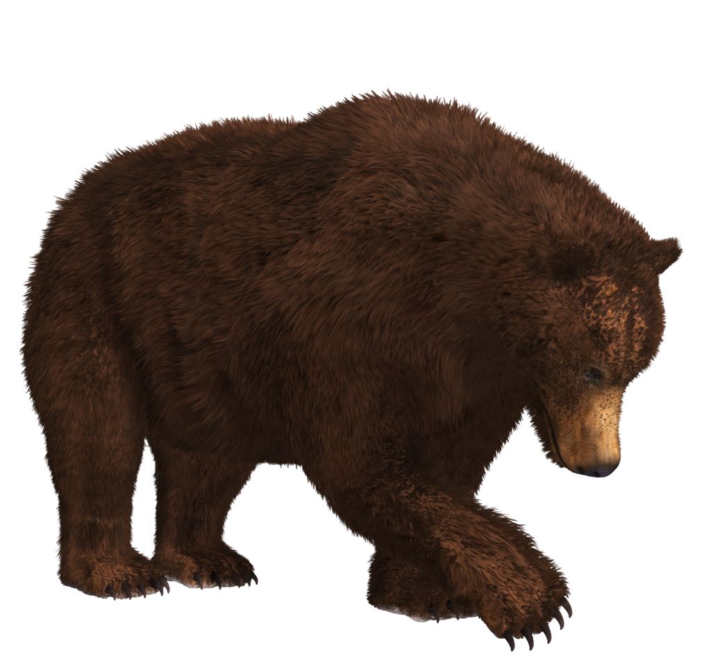 bear PNG    图片编号:23445