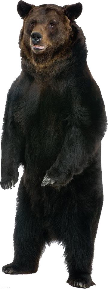 bear PNG    图片编号:23455