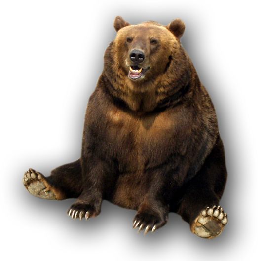 bear PNG    图片编号:23457