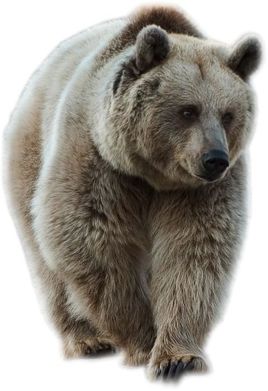 bear PNG    图片编号:23459