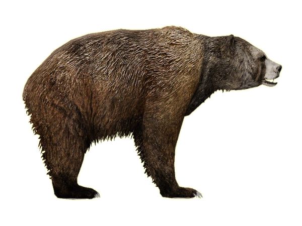 bear PNG    图片编号:23462