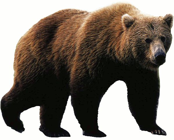 bear PNG    图片编号:23464