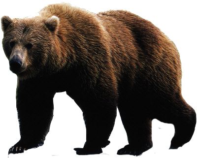 bear PNG    图片编号:23465