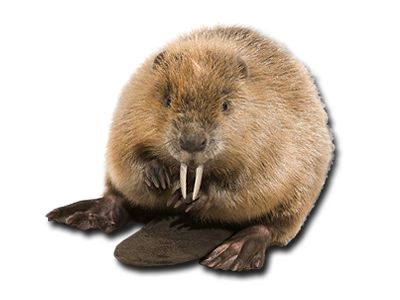 Beaver PNG    图片编号:31317