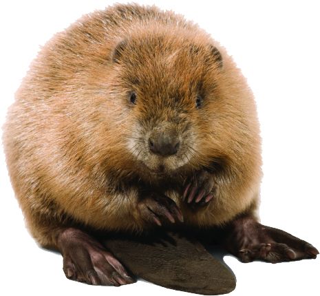 Beaver PNG    图片编号:31301