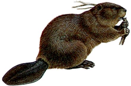 Beaver PNG    图片编号:31325