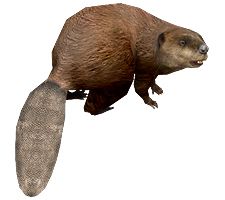 Beaver PNG    图片编号:31330