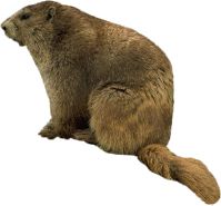 Beaver PNG    图片编号:31357