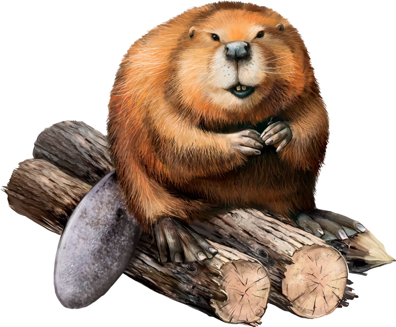 Beaver PNG    图片编号:31308