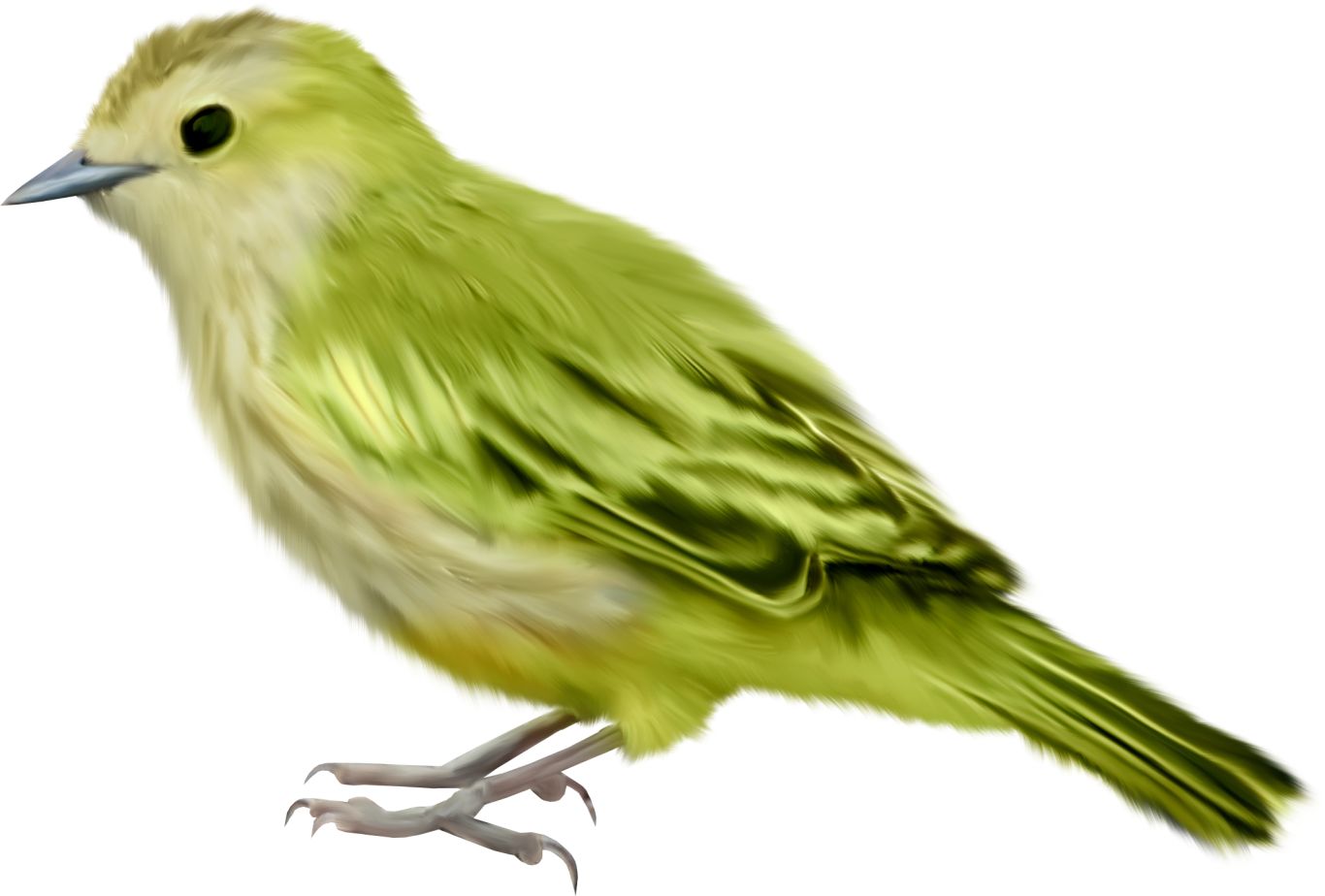 Bird PNG    图片编号:20098