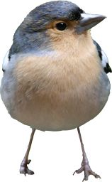 Bird PNG    图片编号:20102