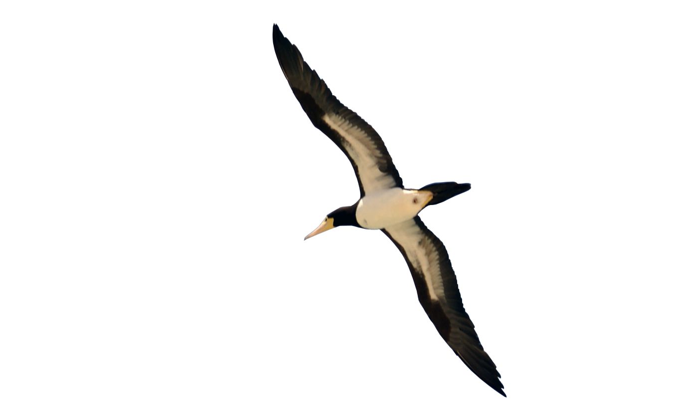 Bird PNG    图片编号:20106