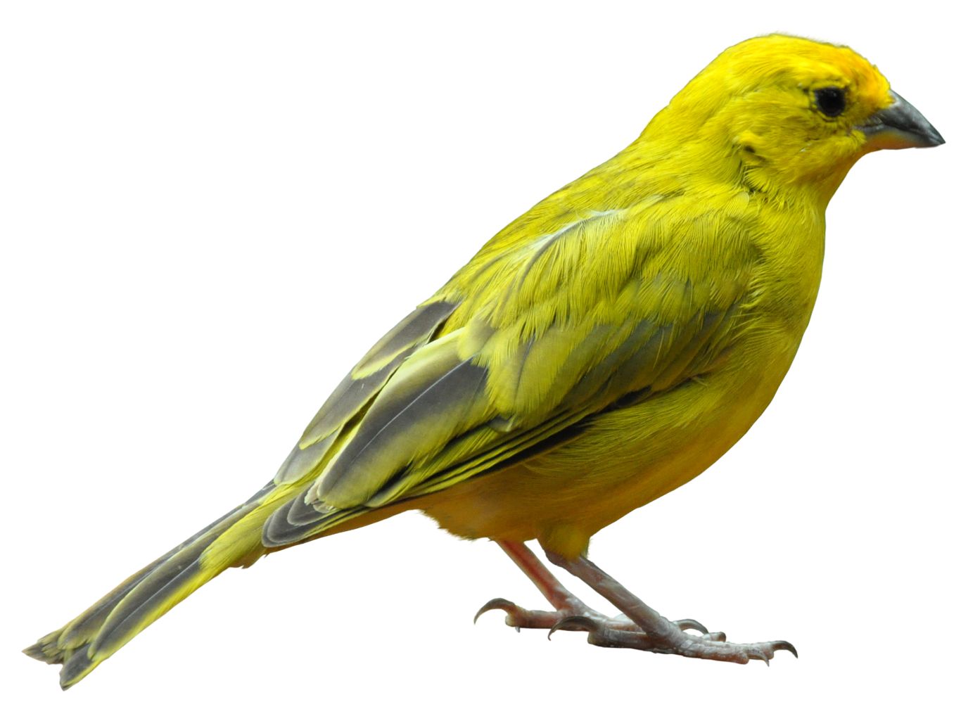 Bird PNG    图片编号:20108
