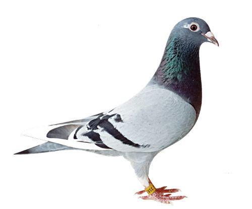 Bird PNG    图片编号:20019