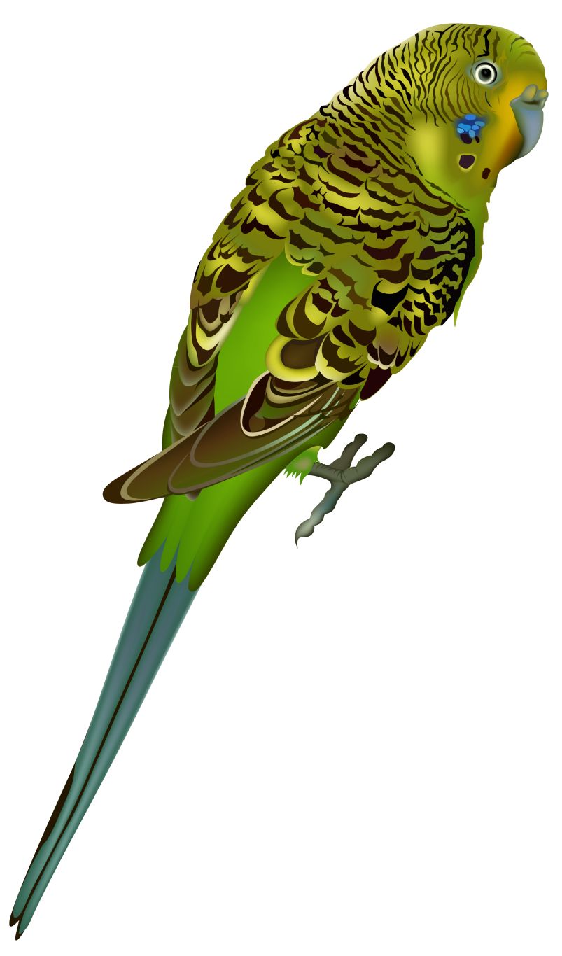 Bird PNG    图片编号:20032