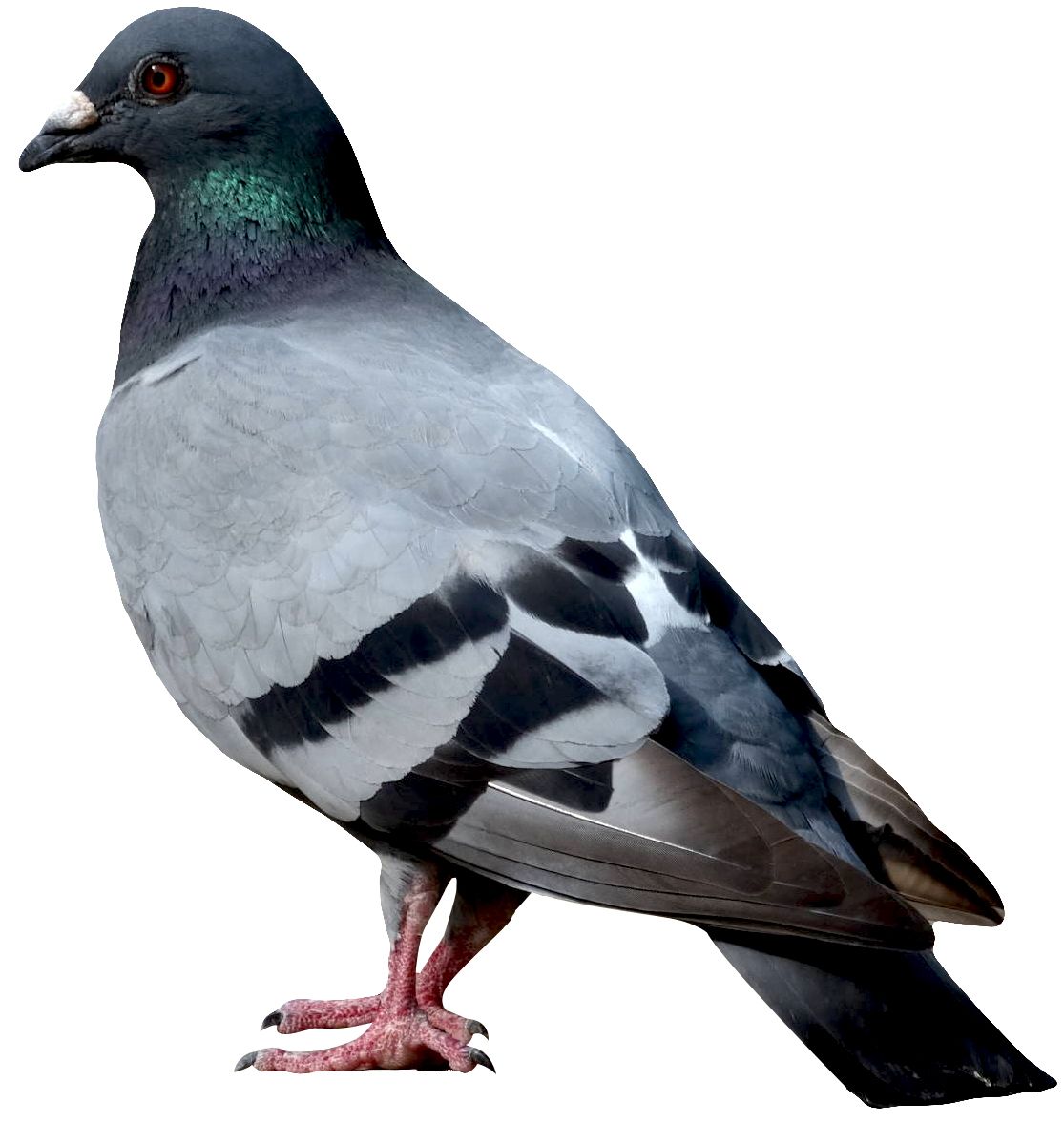 Bird PNG    图片编号:20035