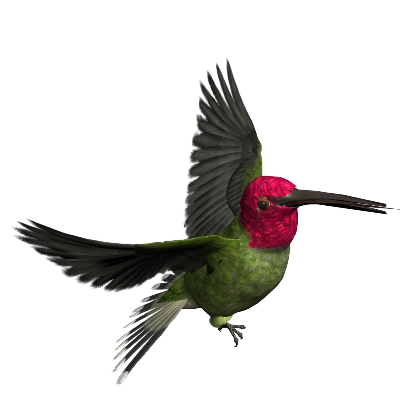 Bird PNG    图片编号:20045