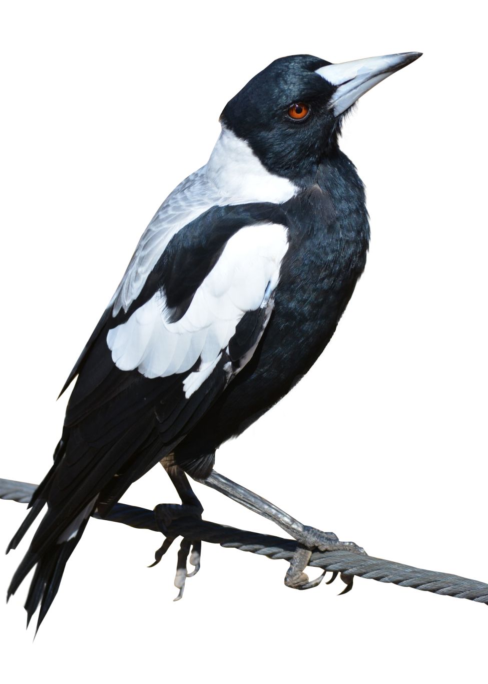 Bird PNG    图片编号:20046