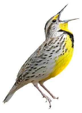 Bird PNG    图片编号:20051
