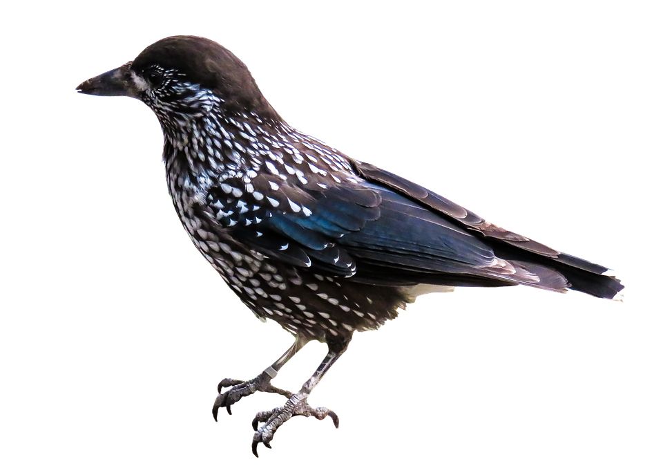 Bird PNG    图片编号:20057