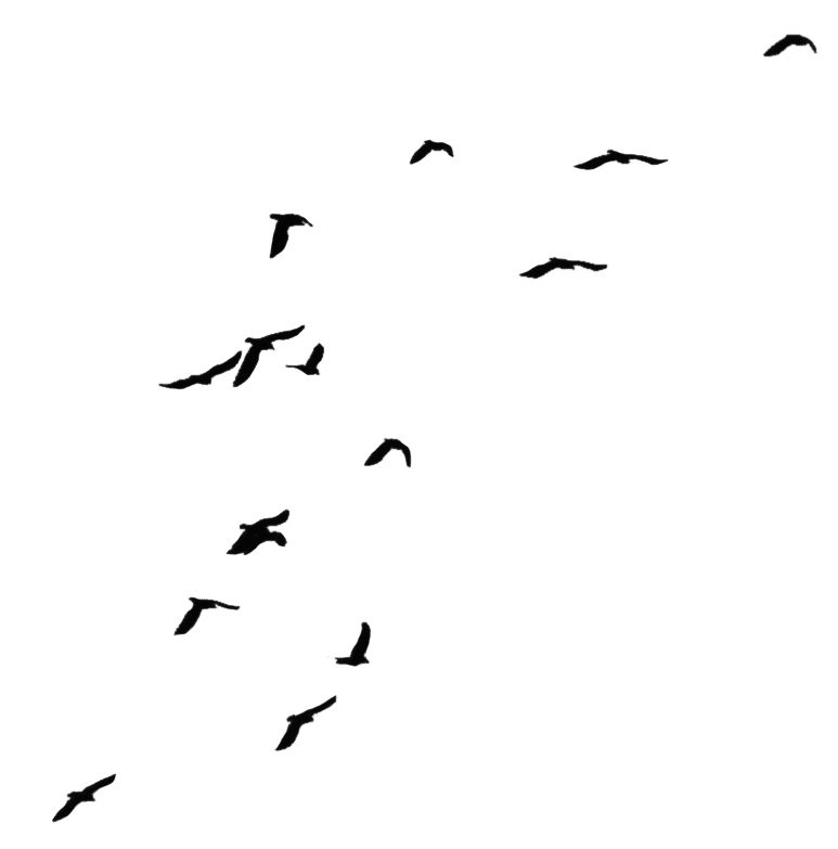 Bird PNG    图片编号:20066
