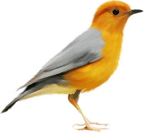 Bird PNG    图片编号:20069