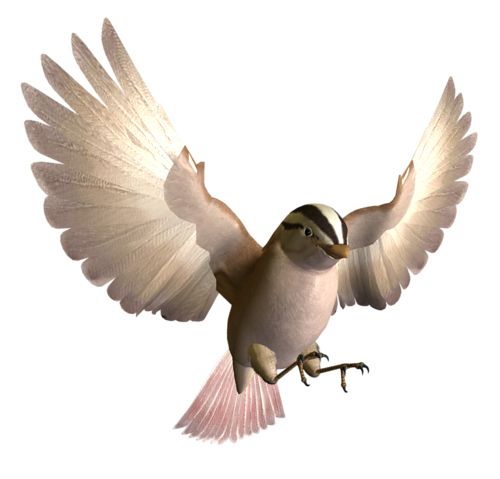 Bird PNG    图片编号:20071